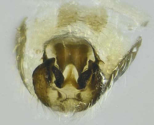 Chamaepsila ephippium